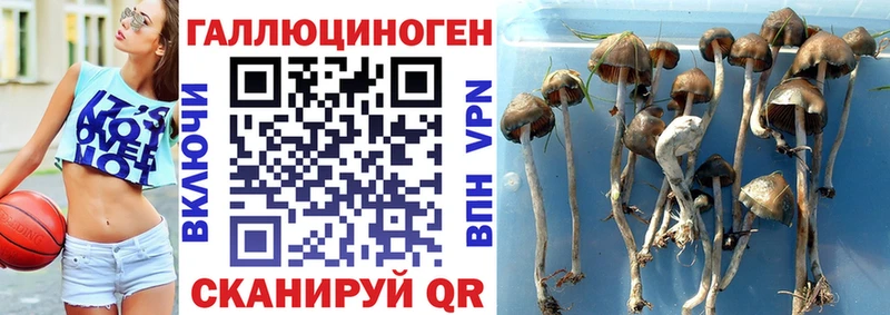 Галлюциногенные грибы Magic Shrooms  Купить  Шахунья 